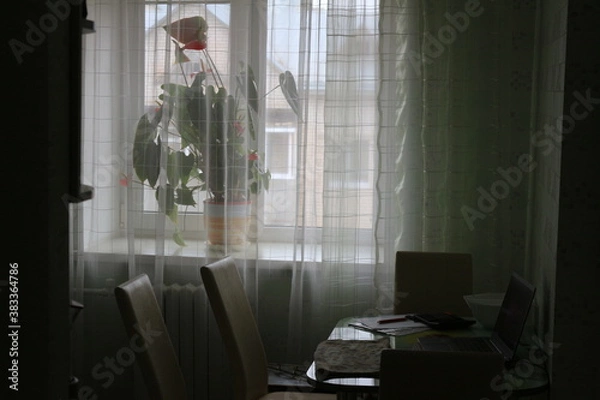 Fototapeta flower in the window