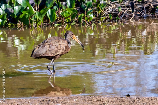 Fototapeta bird eating