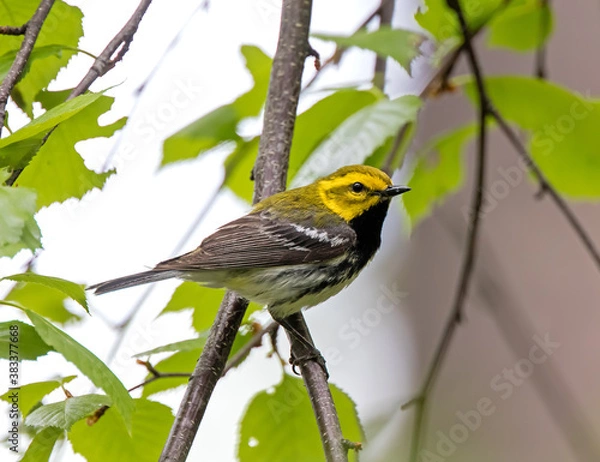 Obraz Black-throated Green Warbler	