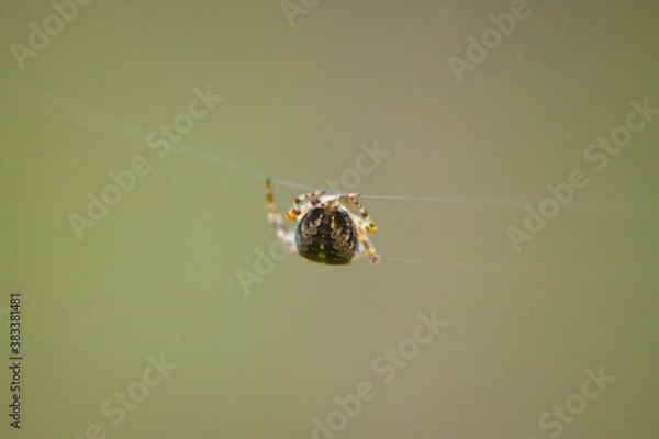Obraz Large spider Araneus hanging on a thread on a web in the forest, arachnid, animal, nature, macro closeup