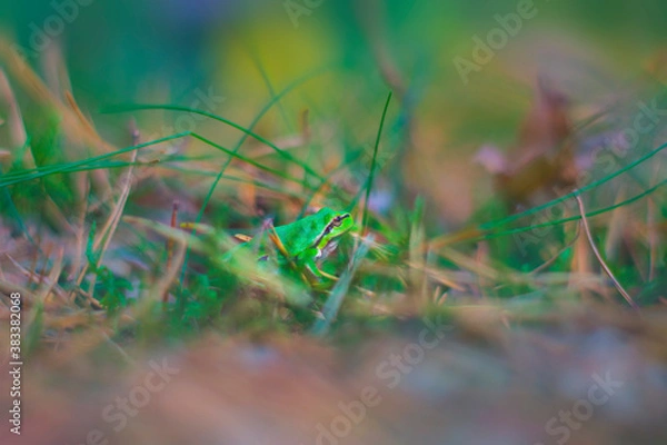 Obraz Little green forest frog, disguising itself in the grass, forest amphibian, nature, animals, macro