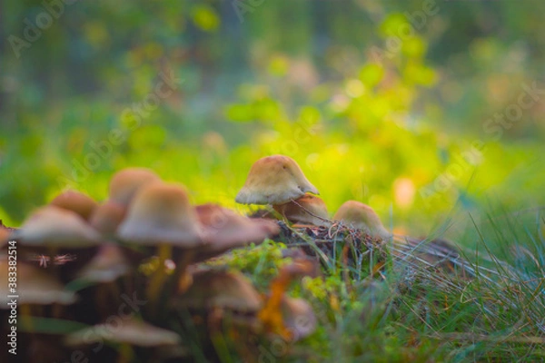 Obraz Small mushrooms growing in a group in the forest, lit by the warm autumn sun