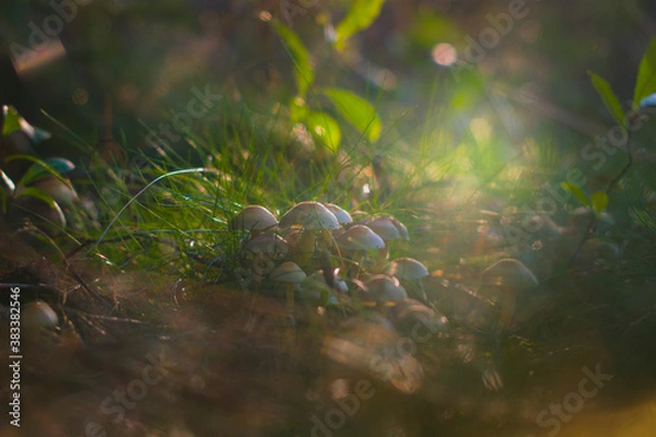 Obraz Small mushrooms growing in a group in the forest, lit by the warm autumn sun