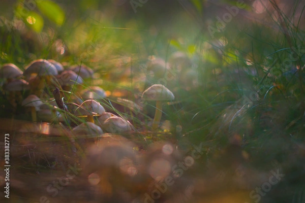 Obraz Small mushrooms growing in a group in the forest, lit by the warm autumn sun