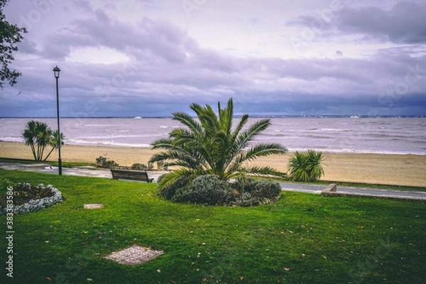Fototapeta trees on the beach