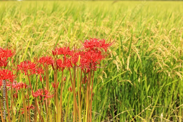 Fototapeta 田圃の脇に生える彼岸花