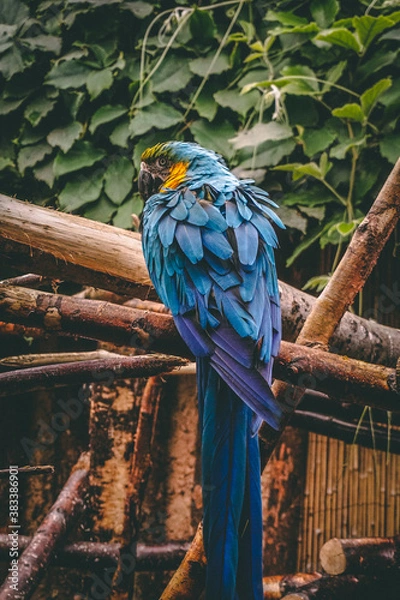 Obraz blue and yellow macaw