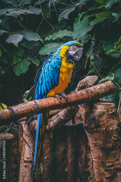 Obraz close-up blue and yellow macaw