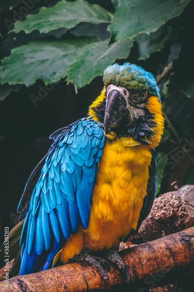 Obraz parrot portrait