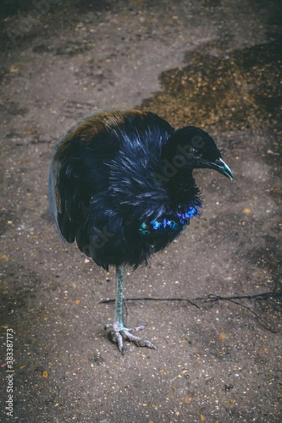 Obraz one legged bird