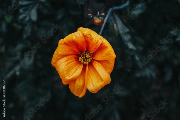 Obraz orange poppy flower