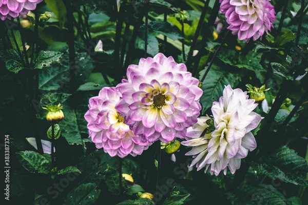 Obraz pink and yellow flowers