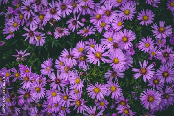 Obraz flowers in the garden