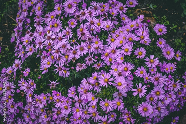 Obraz pink flowers in the garden