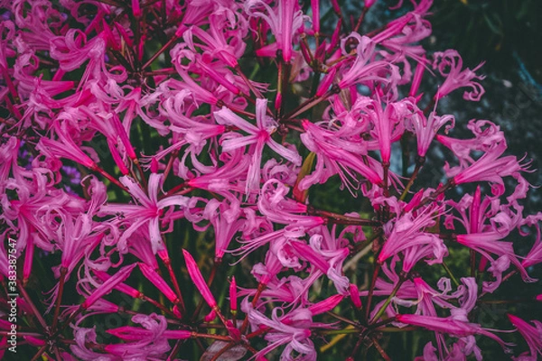 Obraz pink and white flowers