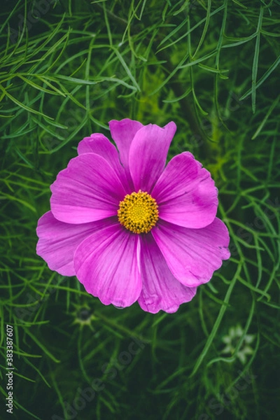 Obraz pink flower on grass