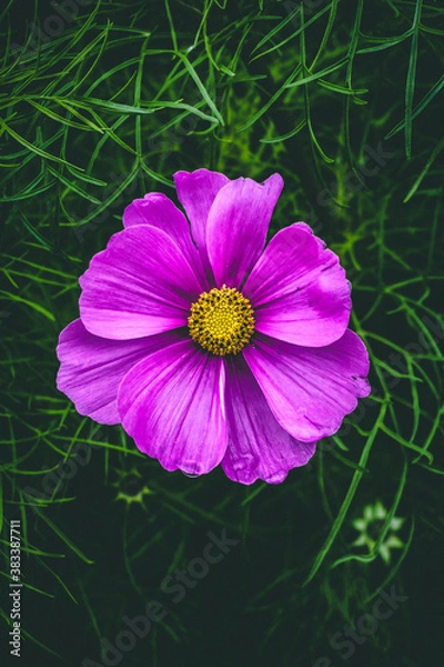 Obraz close up pink flower