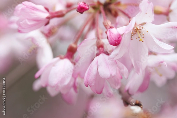 Fototapeta シダレザクラ