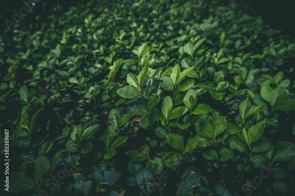 Obraz Close up leaves