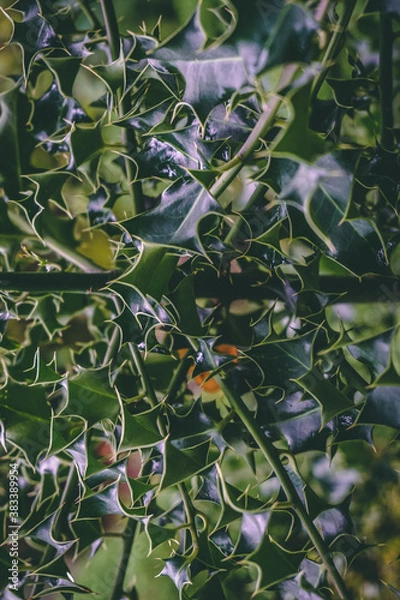 Obraz close-up holly leaves