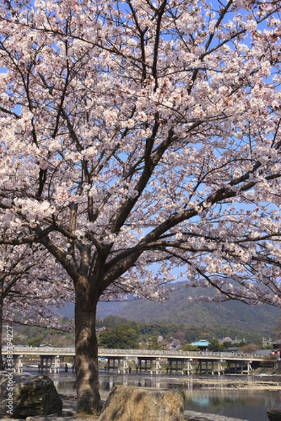 Fototapeta 春の嵐山