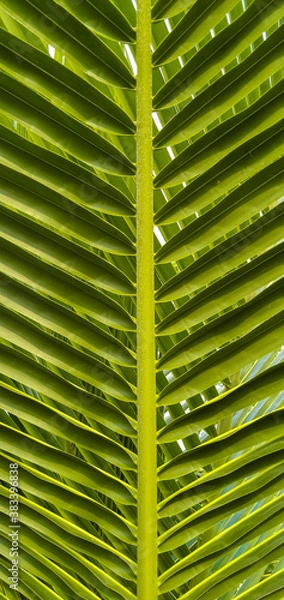 Obraz A beautiful pattern of green leaves of coconut with beautiful and blurred background