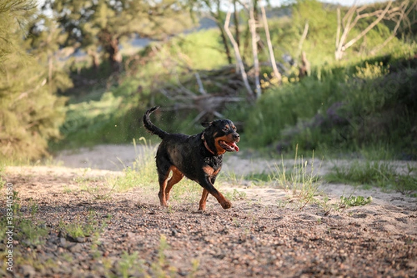 Fototapeta Happy rottweiler dog running along riverbed sopping wet after swimming in river