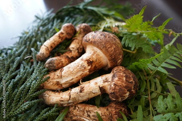 Obraz 日本の岩手県でとれた松茸をテーブルに置く