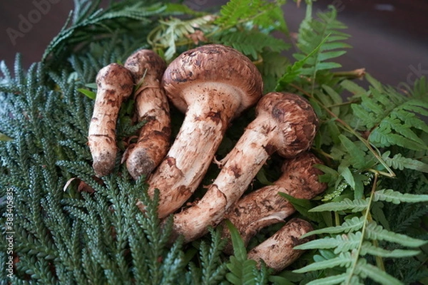 Obraz 日本の岩手県でとれた松茸6本程度