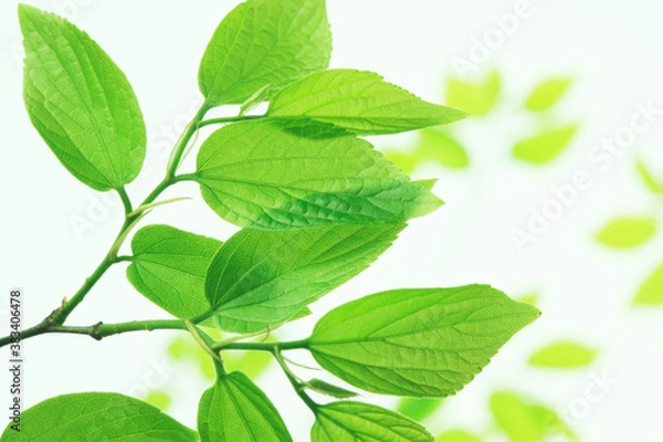 Fototapeta 新緑の葉っぱ