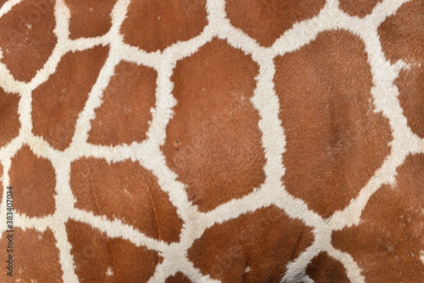 Obraz Textura de Jirafa