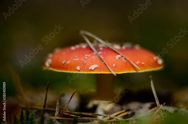 Obraz fly agaric mushroom in forest