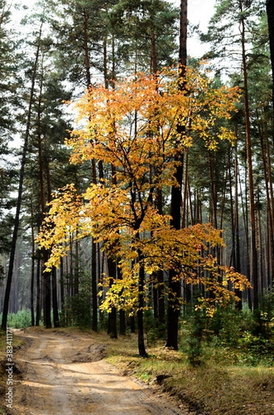 Obraz autumn in the forest