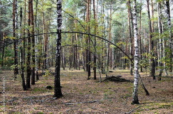 Obraz autumn forest landscape