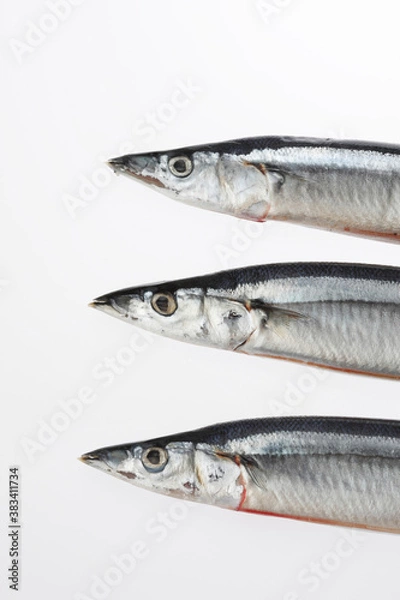 Fototapeta サンマ