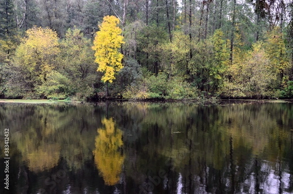 Obraz autumn trees reflected in water