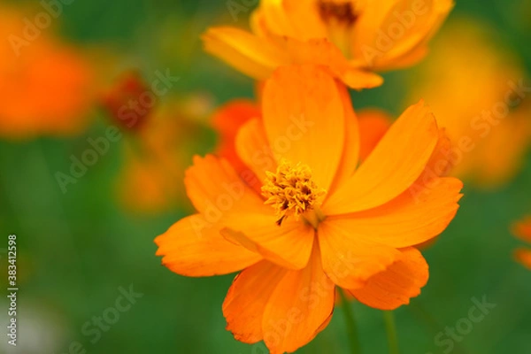 Obraz キバナコスモス