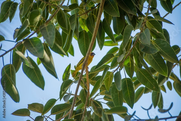 Fototapeta Masked weaver