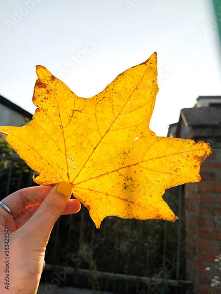 Fototapeta maple leaf in hand