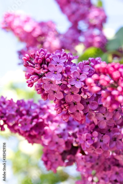 Fototapeta pink flowers
