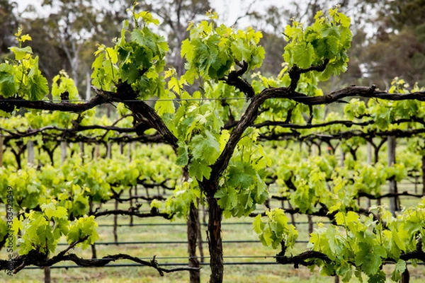 Obraz Vineyard in Spring - Closeup - Leaves - Vines