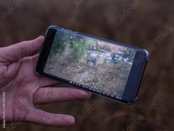 Obraz Leopard caught on camera in a game reserve in Africa