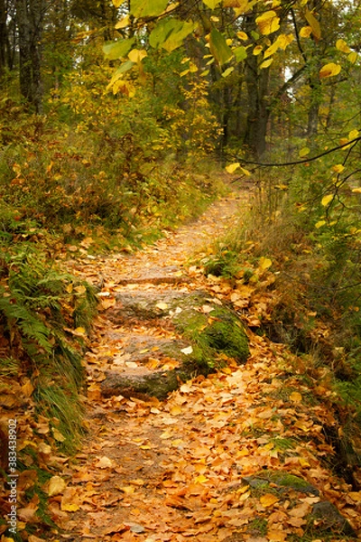 Fototapeta A narrow path on a mountainside covered with autumn leaves.