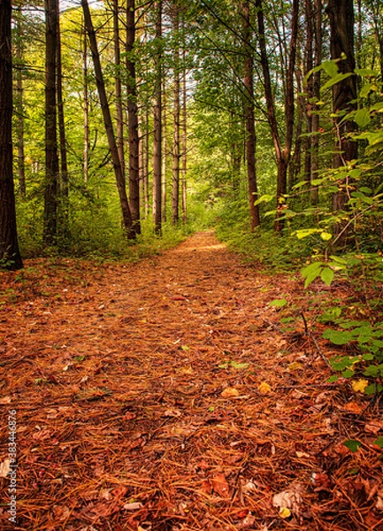 Obraz Pathway in the forest in autumn