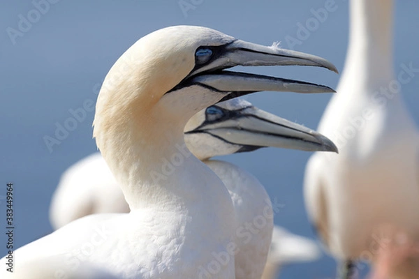 Fototapeta In fresh colors a huge Northern Gannet colony with many birds on the edge of steep cliffs above the ocean. Ornithology travel and tourism destination