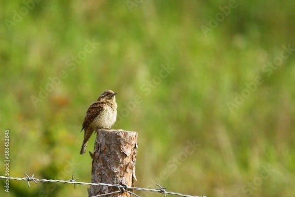 Fototapeta kretoglow