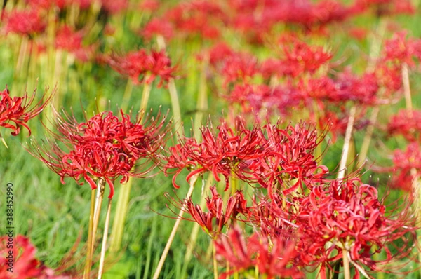 Fototapeta 晴天の下に咲く彼岸花の群生
