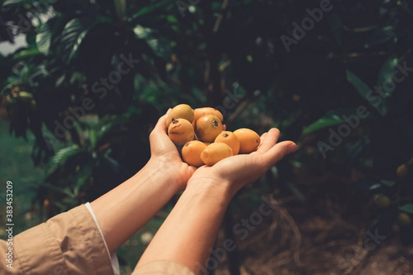 Fototapeta Hands full of Maltese plums on green background. Two hands full of yellow fruits.