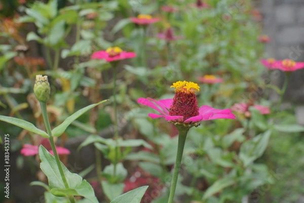 Obraz red and yellow flowers