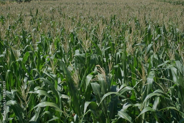 Obraz corn field in summer
